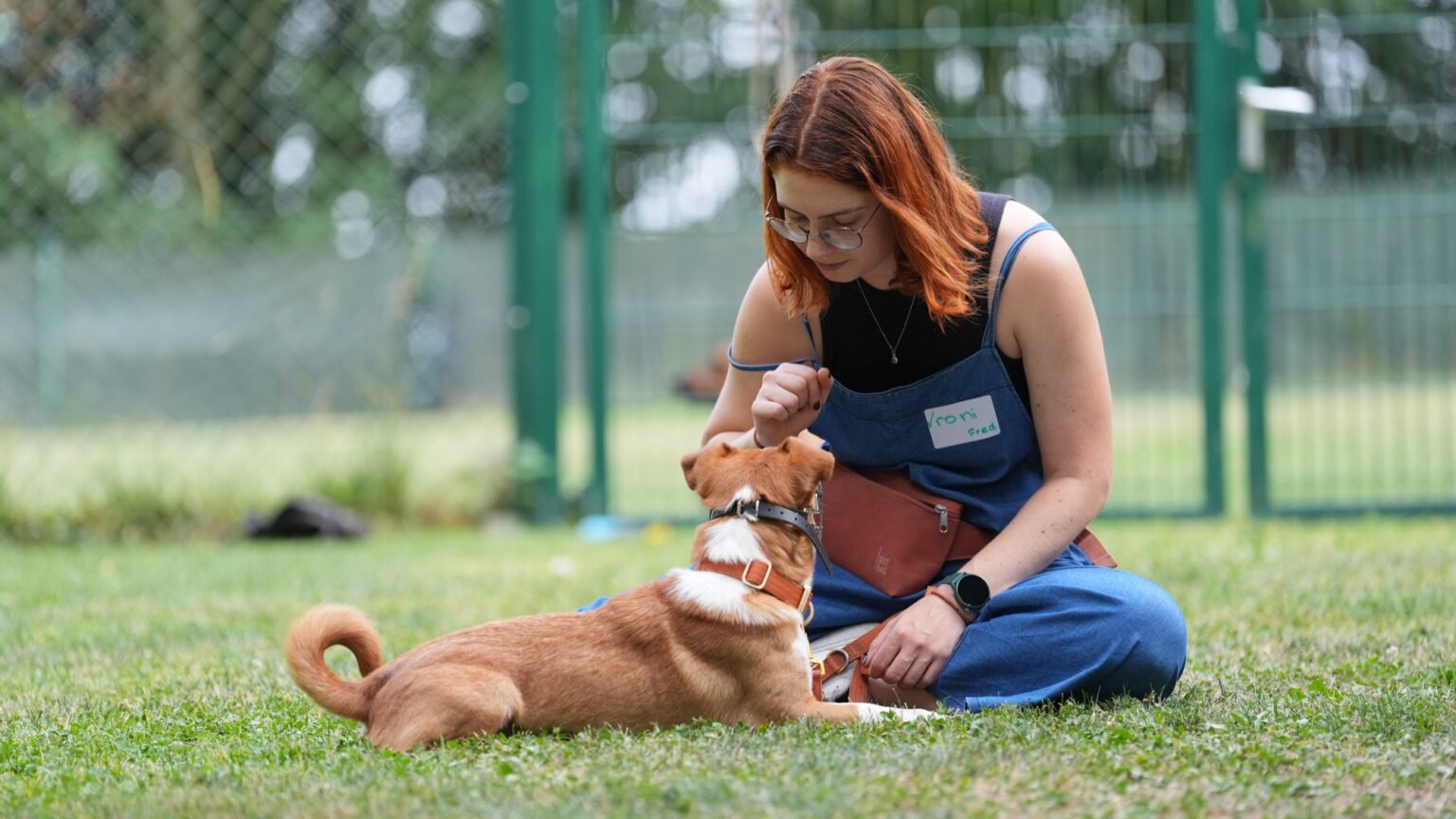 Teilnehmerin übt mit ihrem Hund auf der Wiese