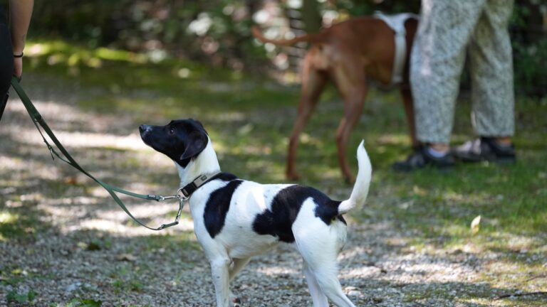 Training mit Hund